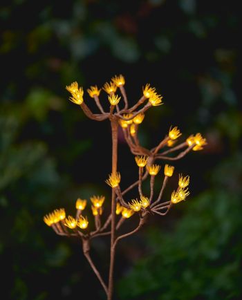 solar fennel branch