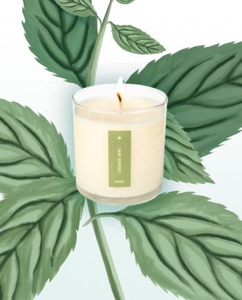 Crushed Mint Plant The Box Candle