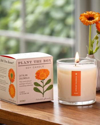 Catalan Calendula Plant The Box Candle