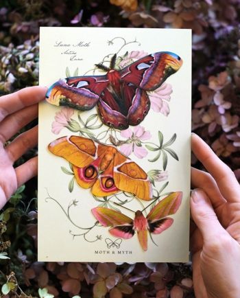 amber atlas moth set