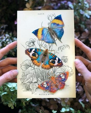 dawn butterfly set