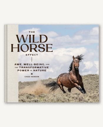 wild horse effect