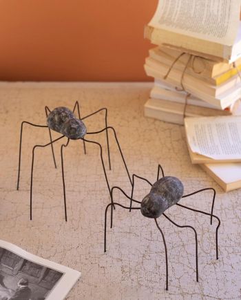 weathered widow spider