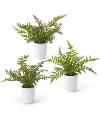 14" fern in white ceramic pot