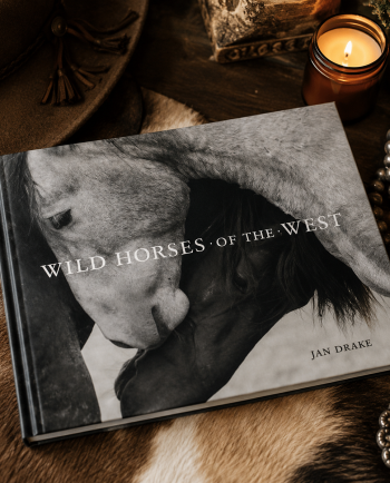 wild horses of the west