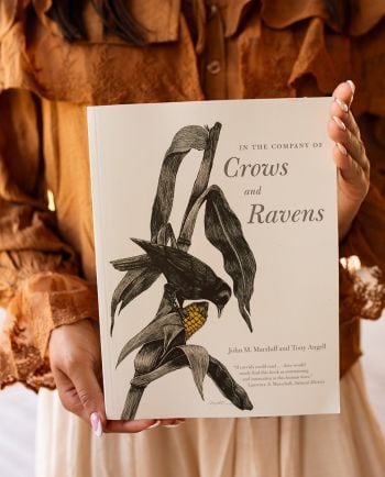 In the Company of Crows and Ravens