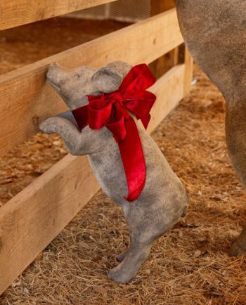 happy french piglet